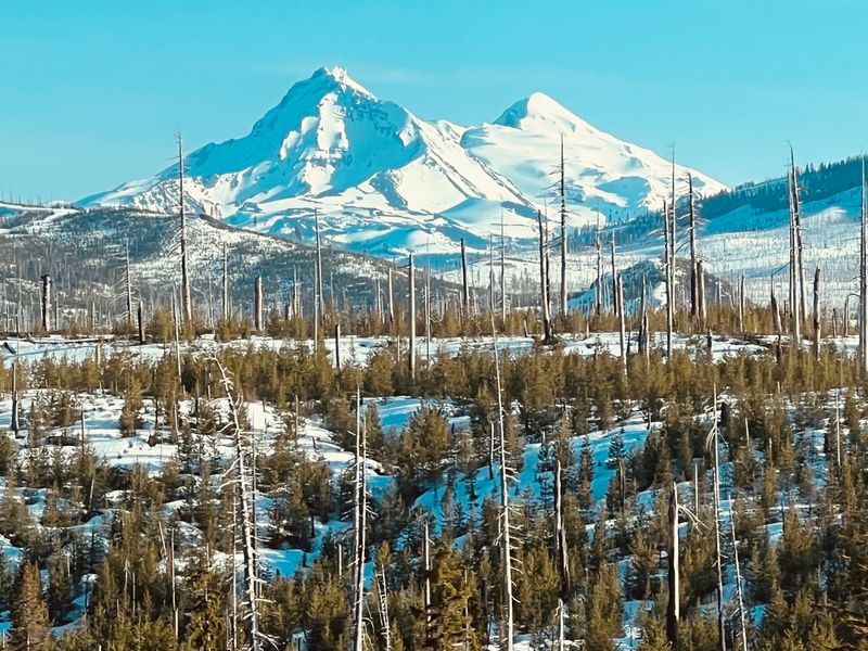 Rising From the Ashes After Wildfire