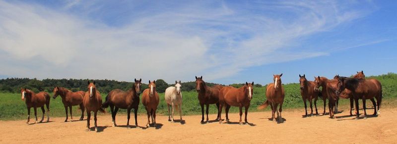 River Edge Farm Horse Rescue, Inc., Lyles, TN River Edge Farm Horse Rescue, Inc., Lyles, TN