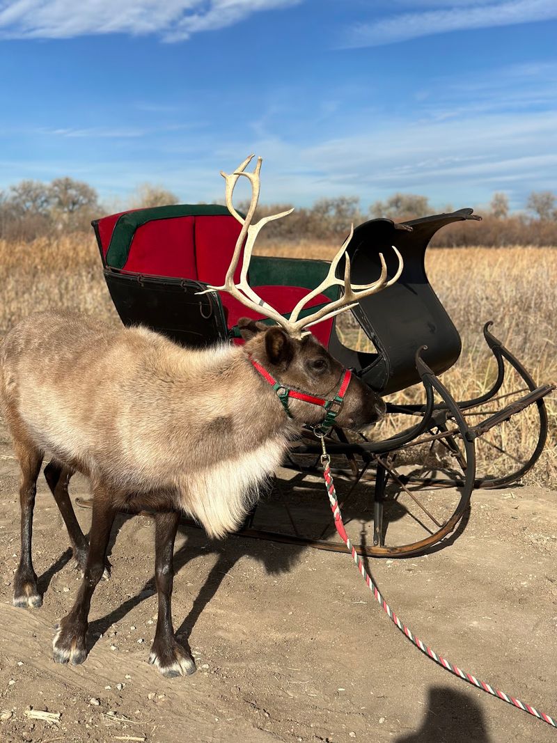 Riverdale Reindeer of Colorado Riverdale Reindeer of Colorado
