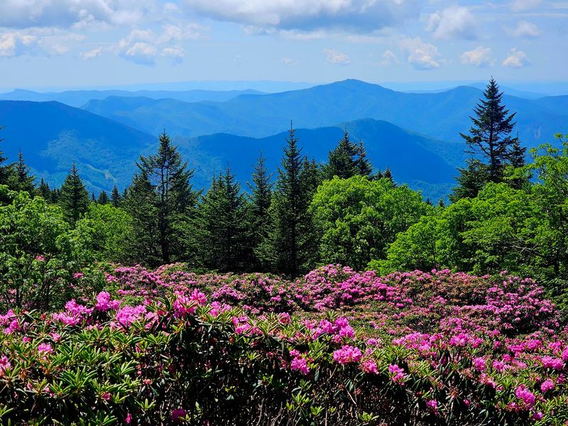 Roan Mountain Rhododendron Gardens, Bakersville, North Carolina
