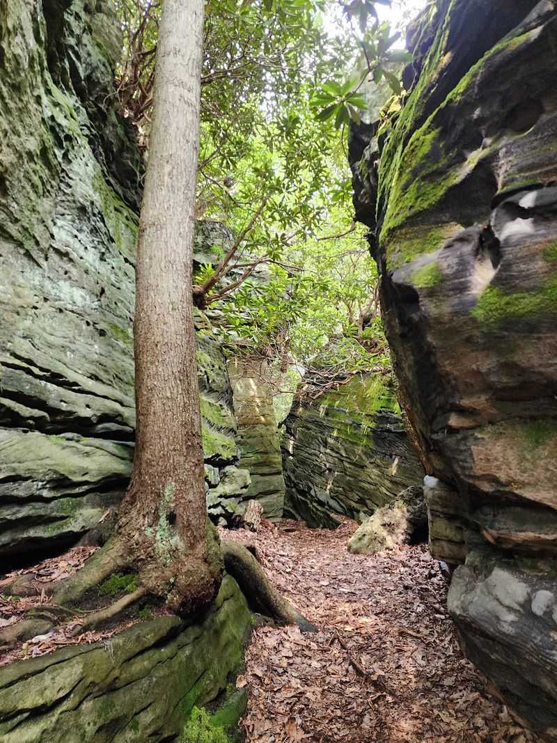 Rock City Trail, Bruceton Mills, West Virginia