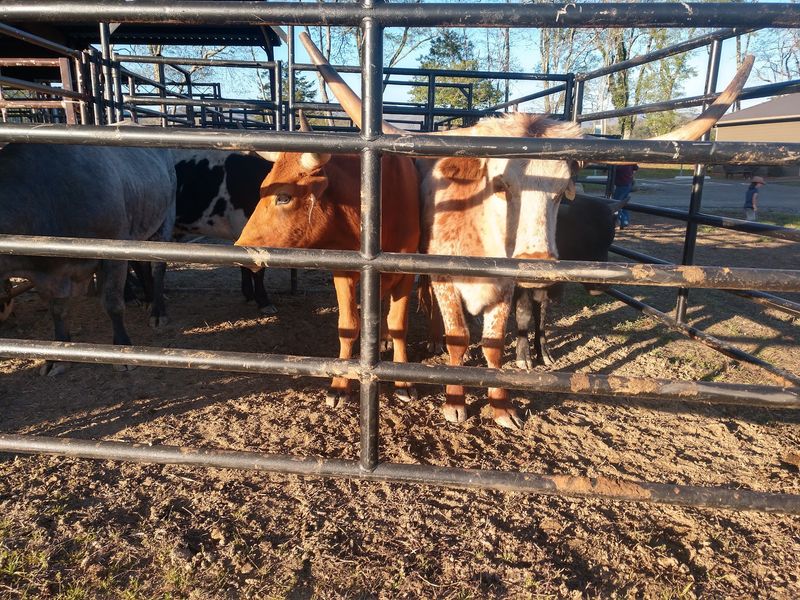 Rodeo Dust and Stampede Thrills
