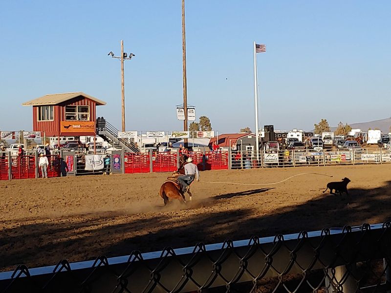 Rodeo Nights That Steal the Show