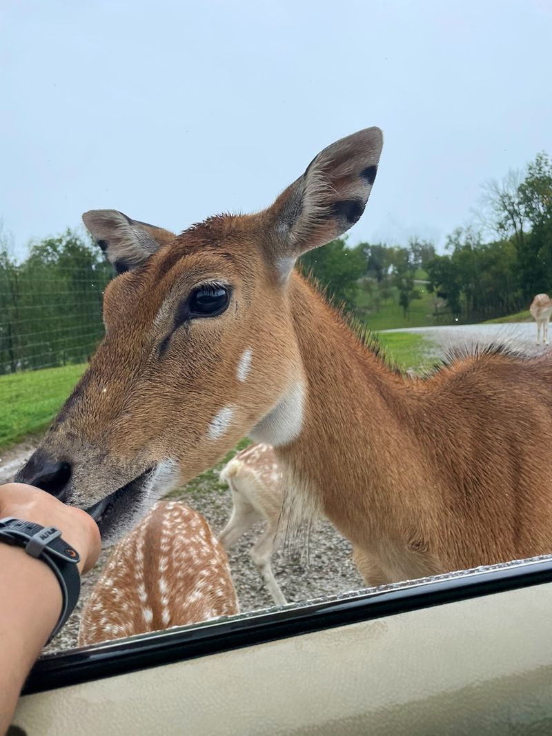 Rolling Down the Windows for a Drive-Through Safari