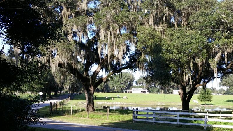 Rolling Past Old Florida Cattle Country Rolling Past Old Florida Cattle Country