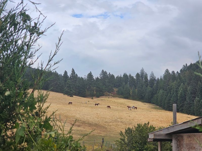 Room to Roam on Idaho Hillsides Room to Roam on Idaho Hillsides