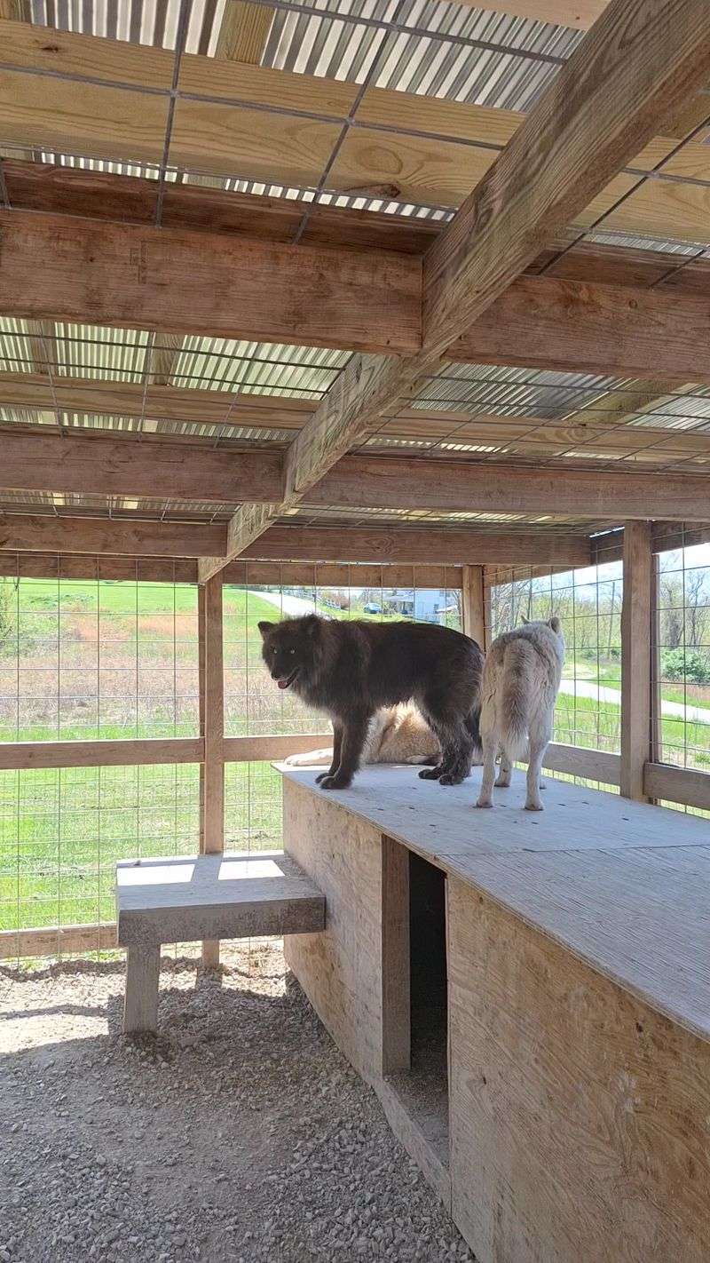 Roomy Kennels And Well-Kept Animals