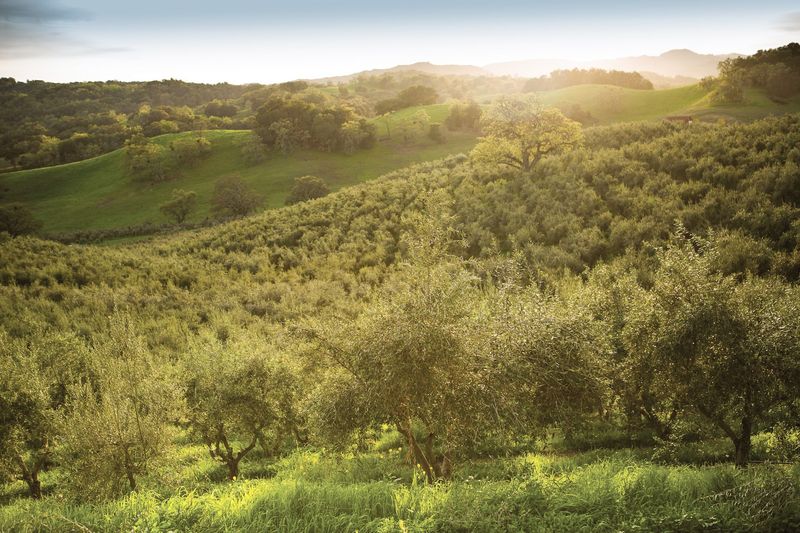 Roots That Reach Back to Spain and Italy