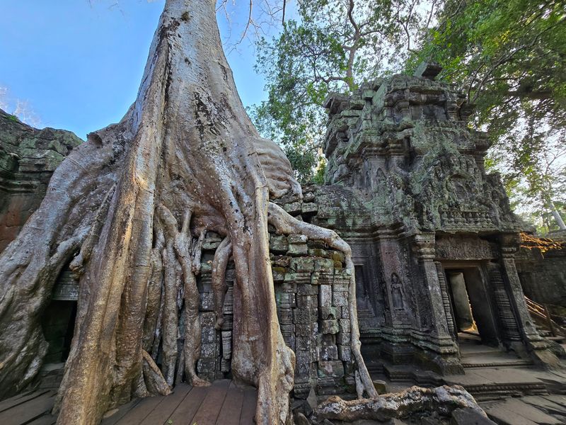 Roots That Swallow Stone