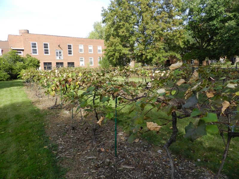 Roots in Saint Scholastica Roots in Saint Scholastica