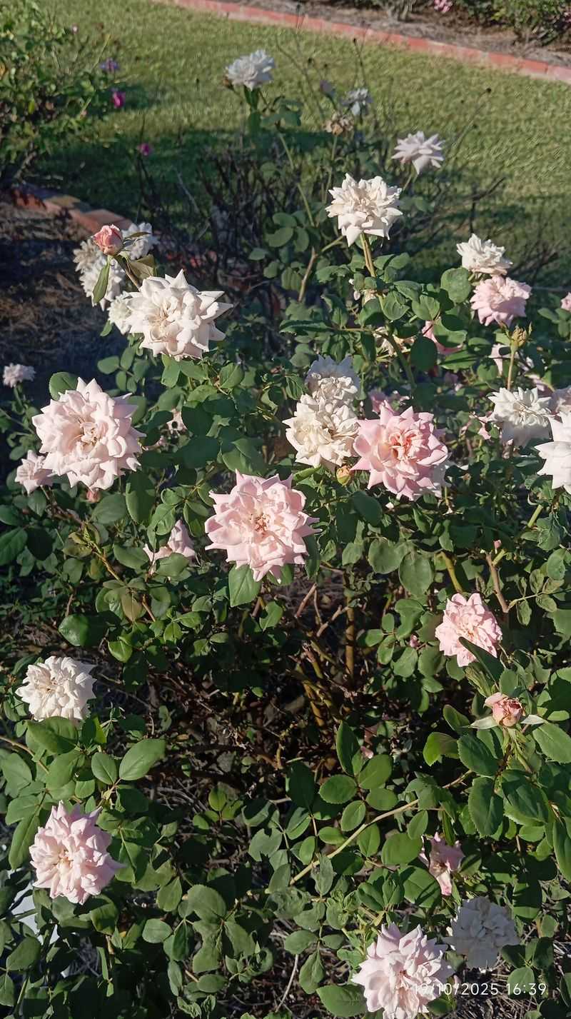 Rose Beds And Colorful Plantings