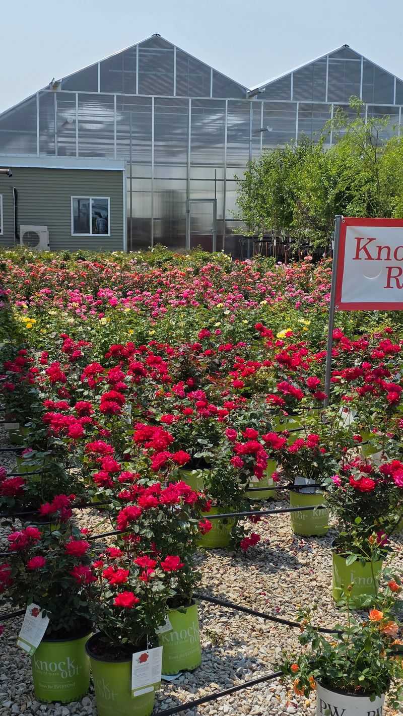 Roses, Hostas, and the Hunt for Rare Varieties Roses, Hostas, and the Hunt for Rare Varieties