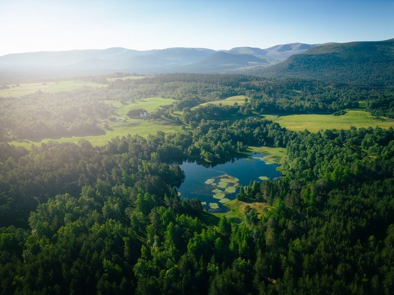 Rothiemurchus Forest, Scotland Rothiemurchus Forest, Scotland