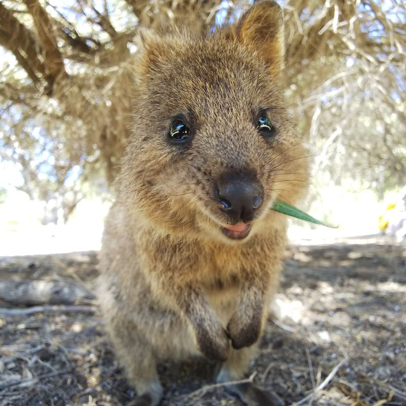 Rottnest Island, Australia: Quokkas