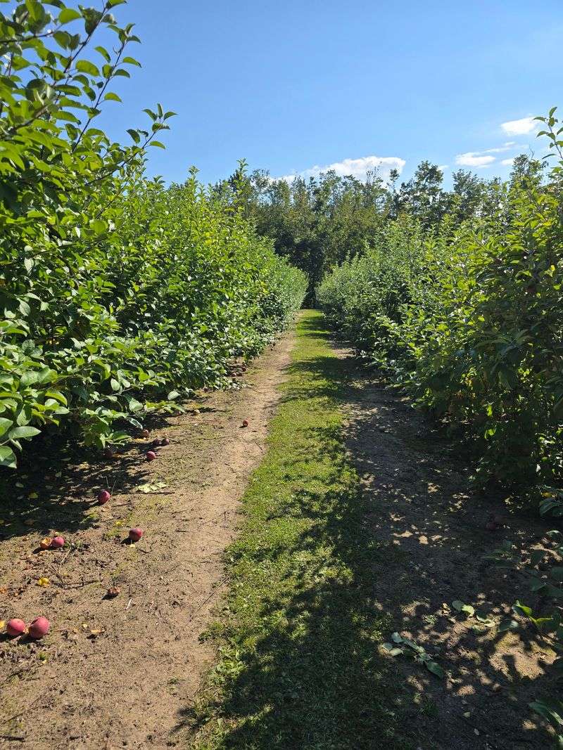 Rows of Trees Ready for Picking Rows of Trees Ready for Picking