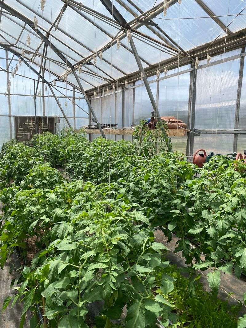 Rows of Vegetables Close to Home
