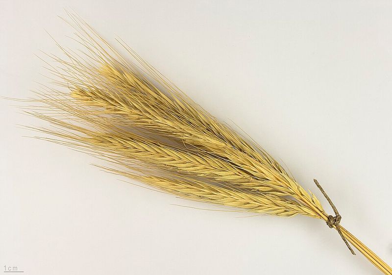 Rye