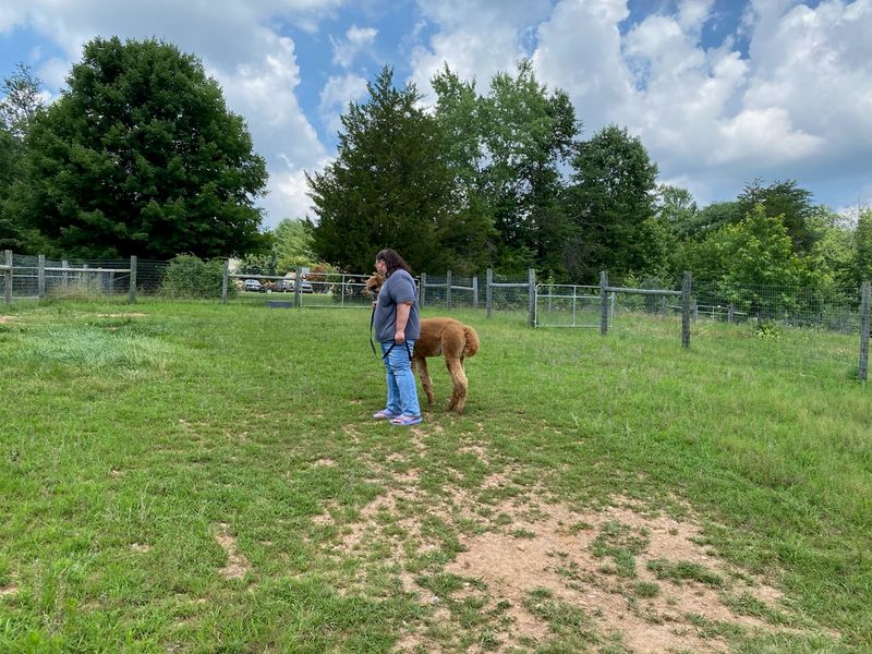 Sacred Acres Alpaca Farm LLC, Palmyra, Virginia