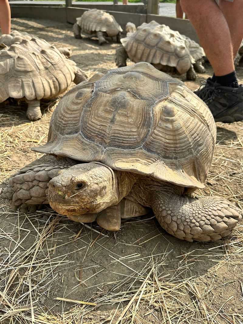 Safari Rides and Reptile Shows With Real Teaching Power