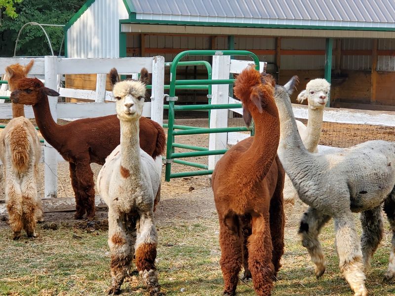 SafeHouse Farm Alpacas & Ye Olde Alpaca Shoppe, Barrington, IL SafeHouse Farm Alpacas & Ye Olde Alpaca Shoppe, Barrington, IL