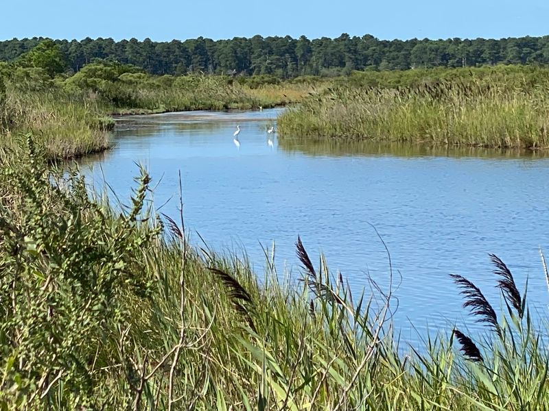 Salt Marsh Scenery That Keeps Changing Salt Marsh Scenery That Keeps Changing