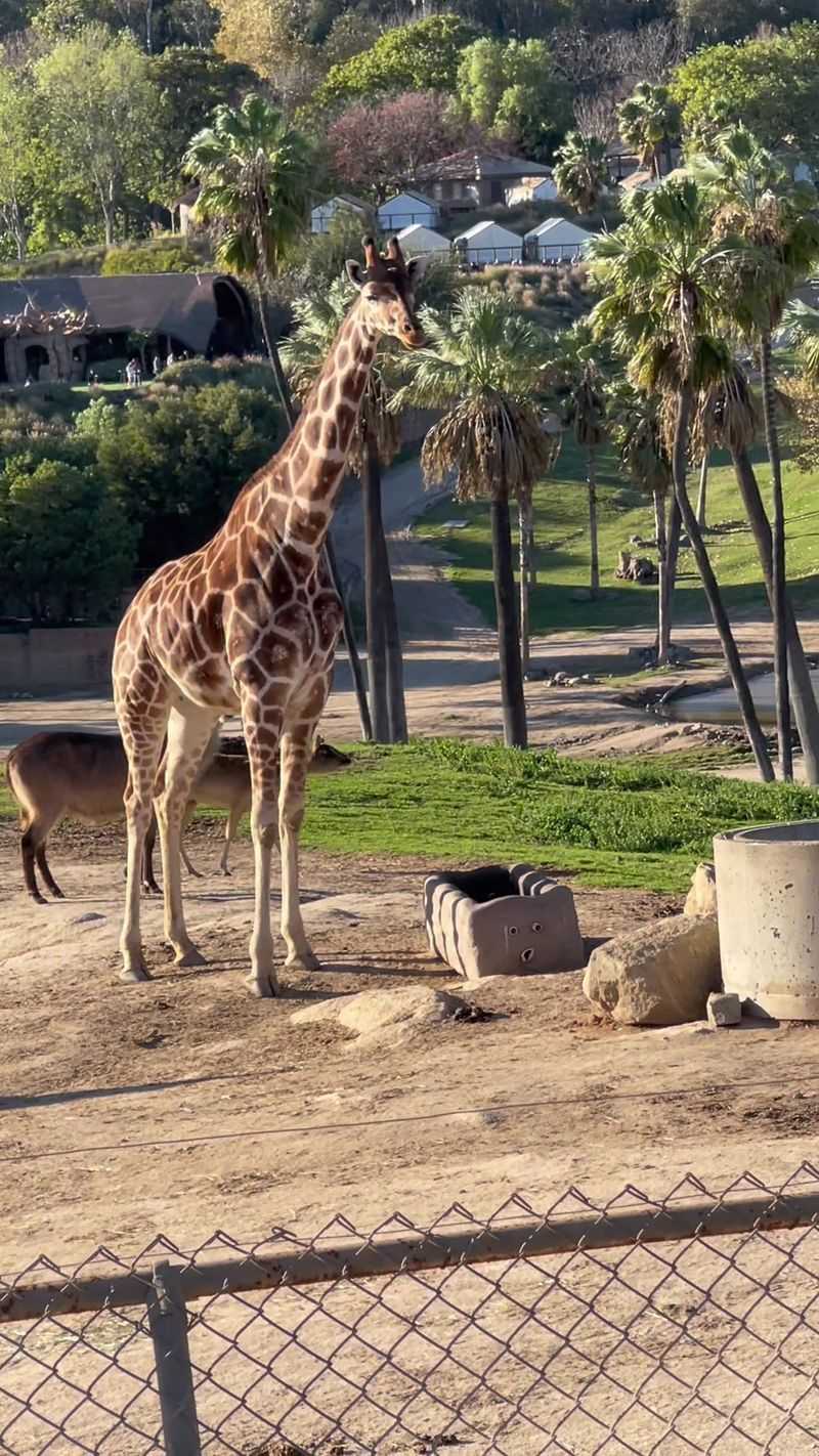 San Diego Zoo Safari Park, Escondido, California San Diego Zoo Safari Park, Escondido, California