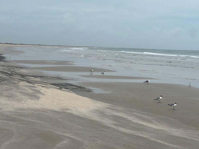 San Jose Island's Untamed Shoreline San Jose Island's Untamed Shoreline