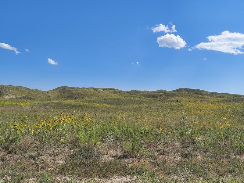 Sand Dunes Wearing a Green Coat