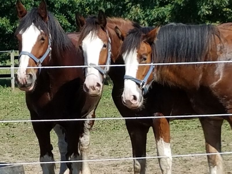 Sandy Acres Clydesdales, La Porte, Indiana Sandy Acres Clydesdales, La Porte, Indiana