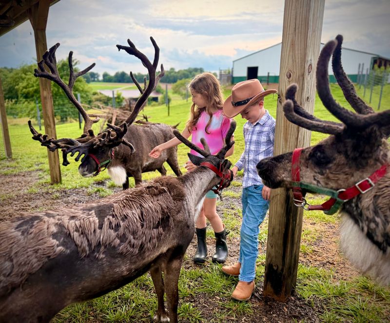 Santa's Reindeer Ranch Santa's Reindeer Ranch