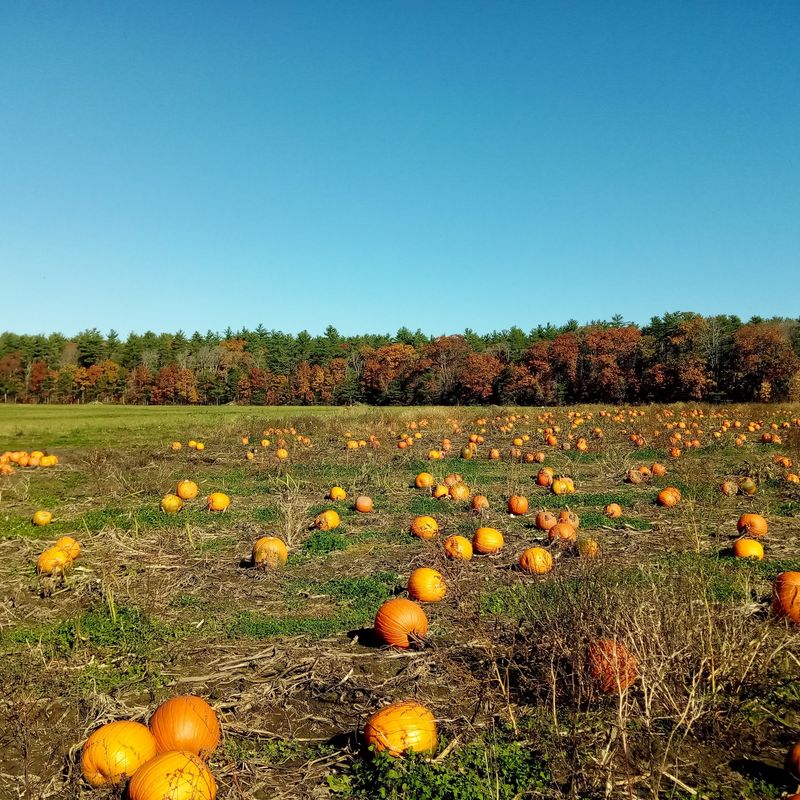 Sauchuk's Corn Maze & Pumpkin Patch