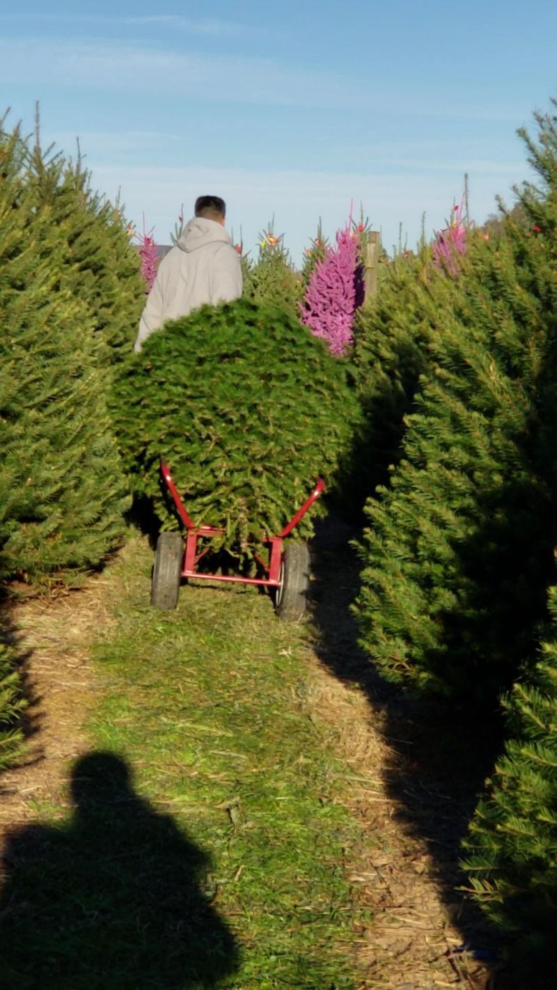 Saws, Carts, and Your Own Lumberjack Moment Saws, Carts, and Your Own Lumberjack Moment