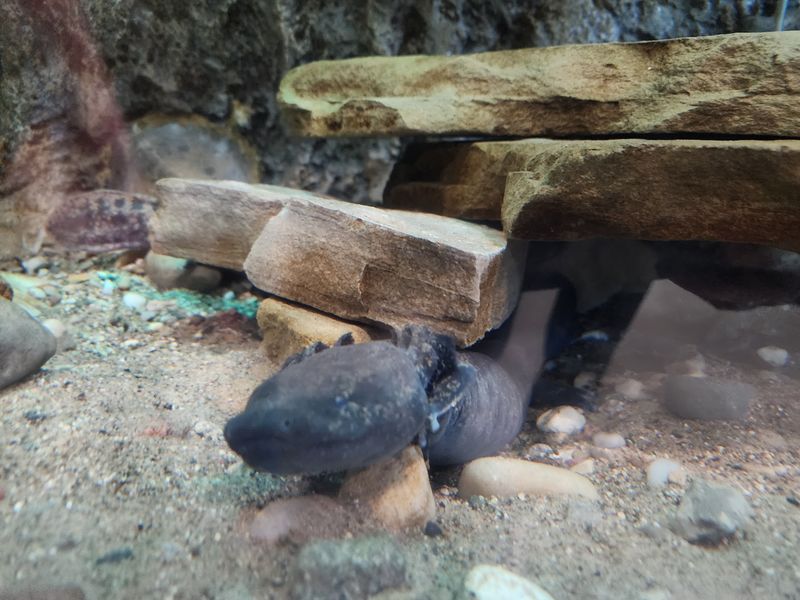 Say Hello to a Mudpuppy