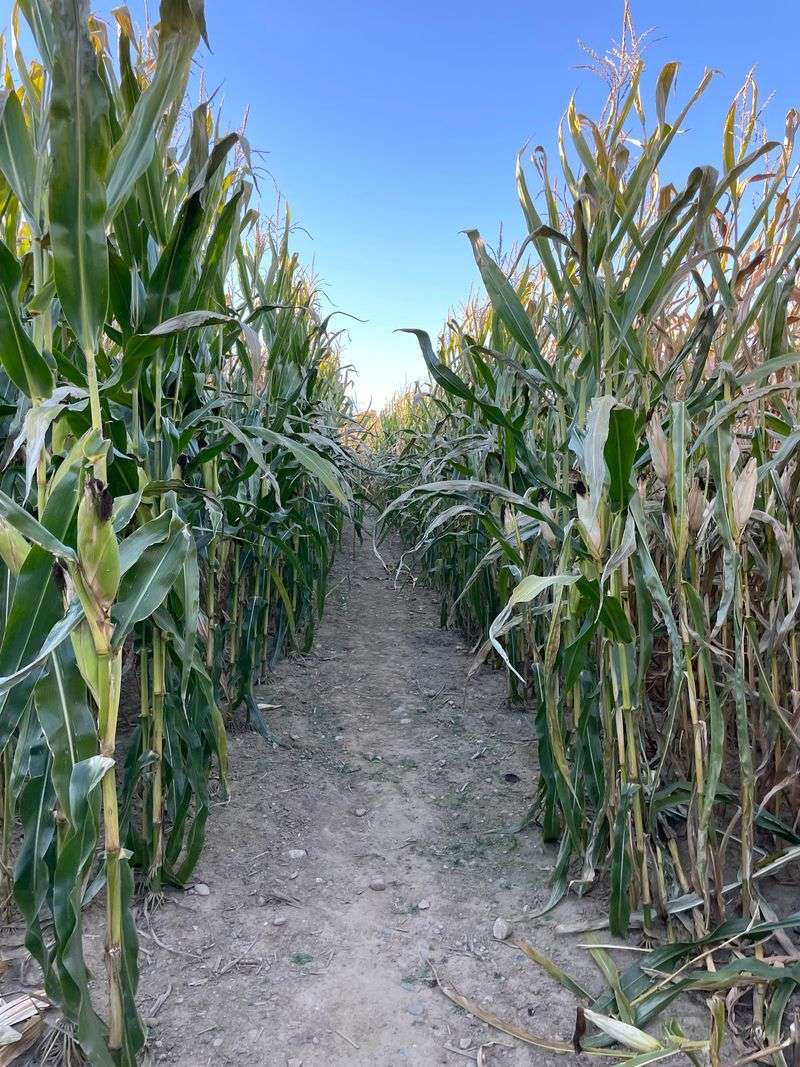 Schartner Farm