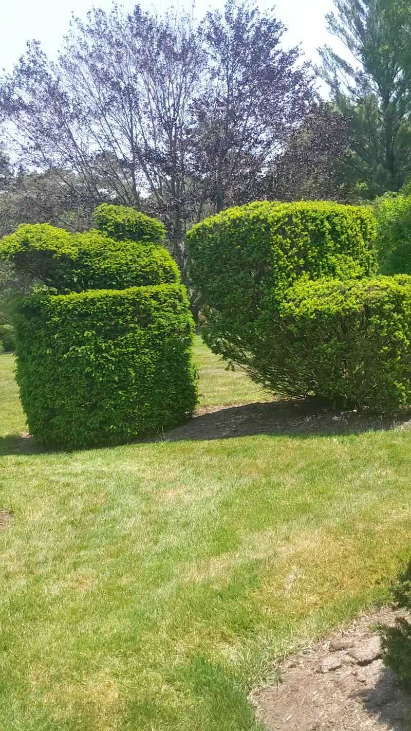Sculpted Evergreens That Steal The Show Sculpted Evergreens That Steal The Show
