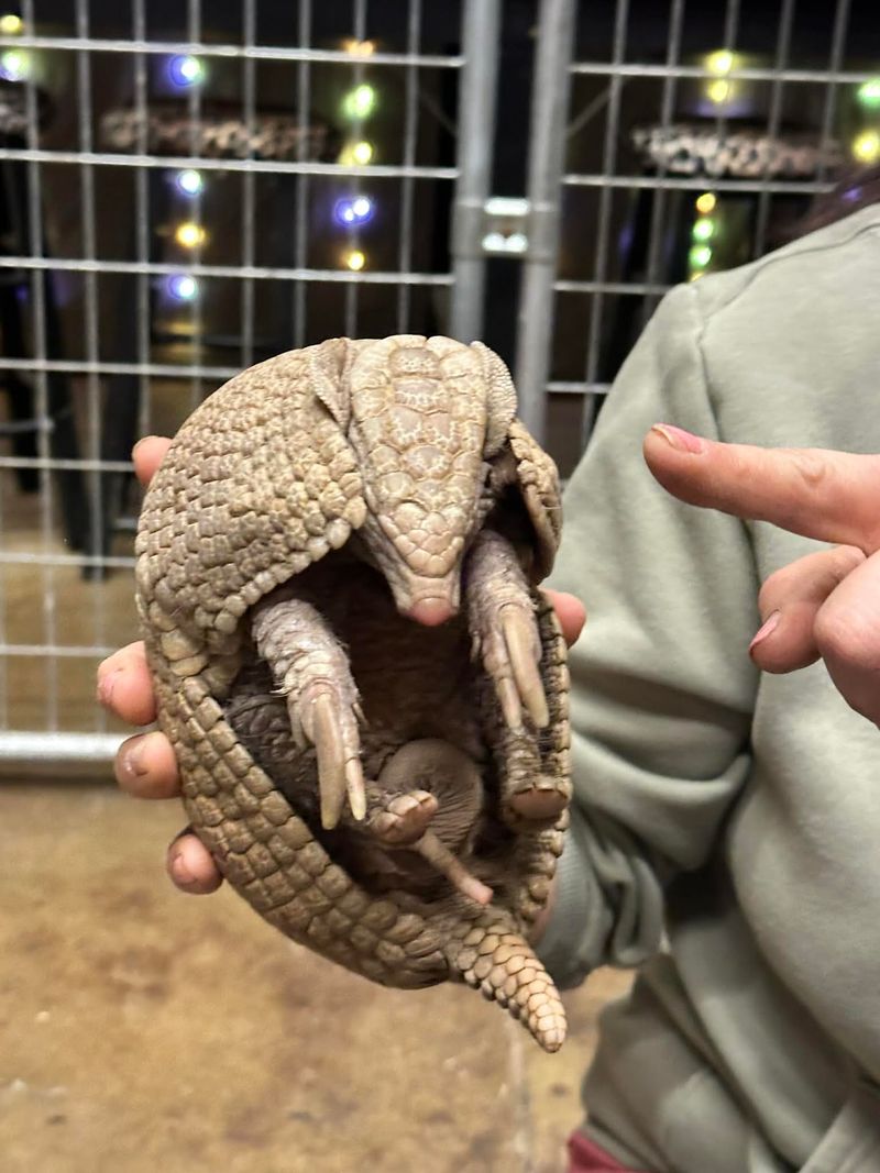 Scuttles the Armadillo and Gary the Cockatoo