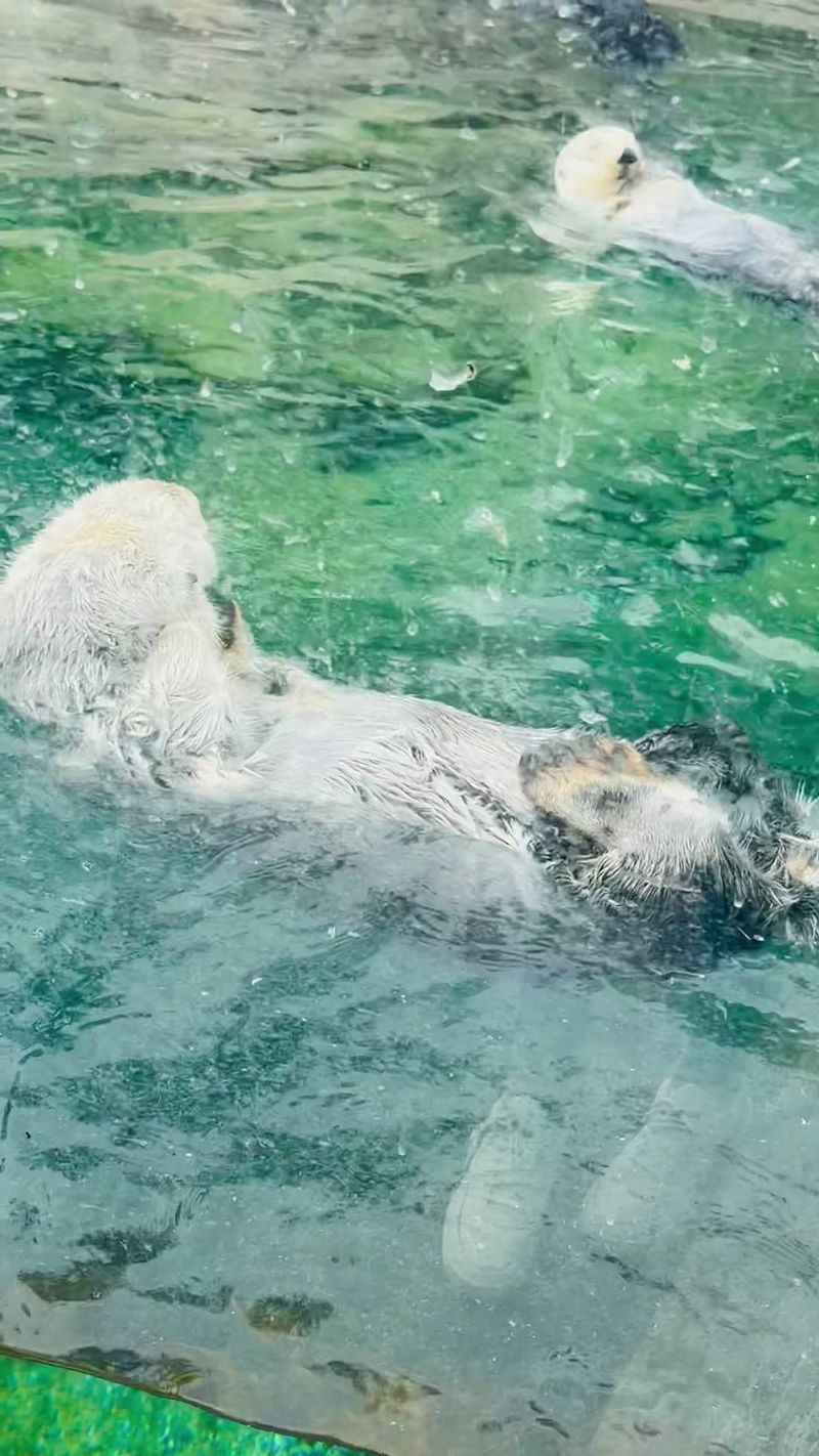 Sea Otters Right Up Against the Glass Sea Otters Right Up Against the Glass