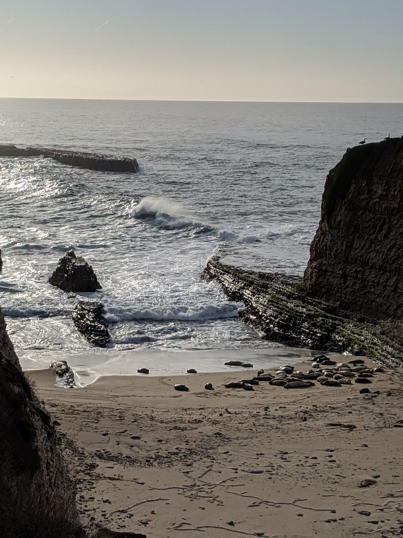 Seals, Gulls, and Birdwatching