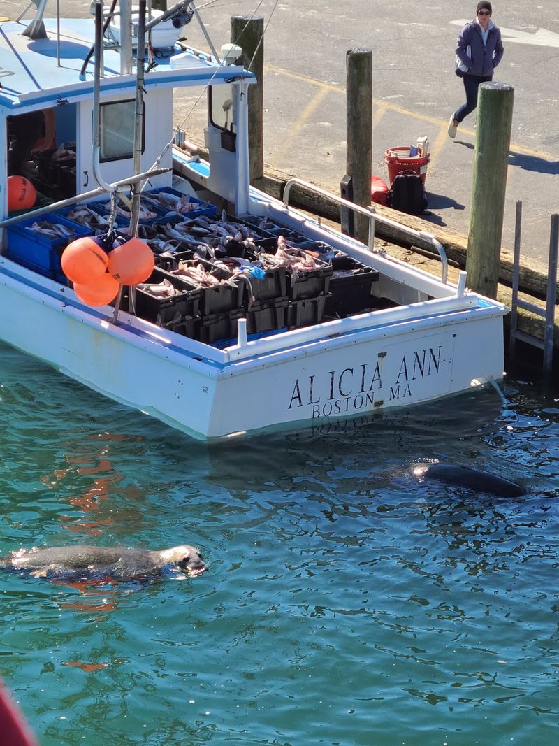 Seals, Seagulls, and a Surprise Wildlife Show