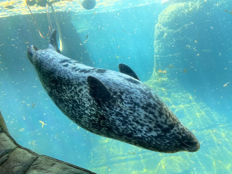 Seals and Sea Lions on Display Seals and Sea Lions on Display