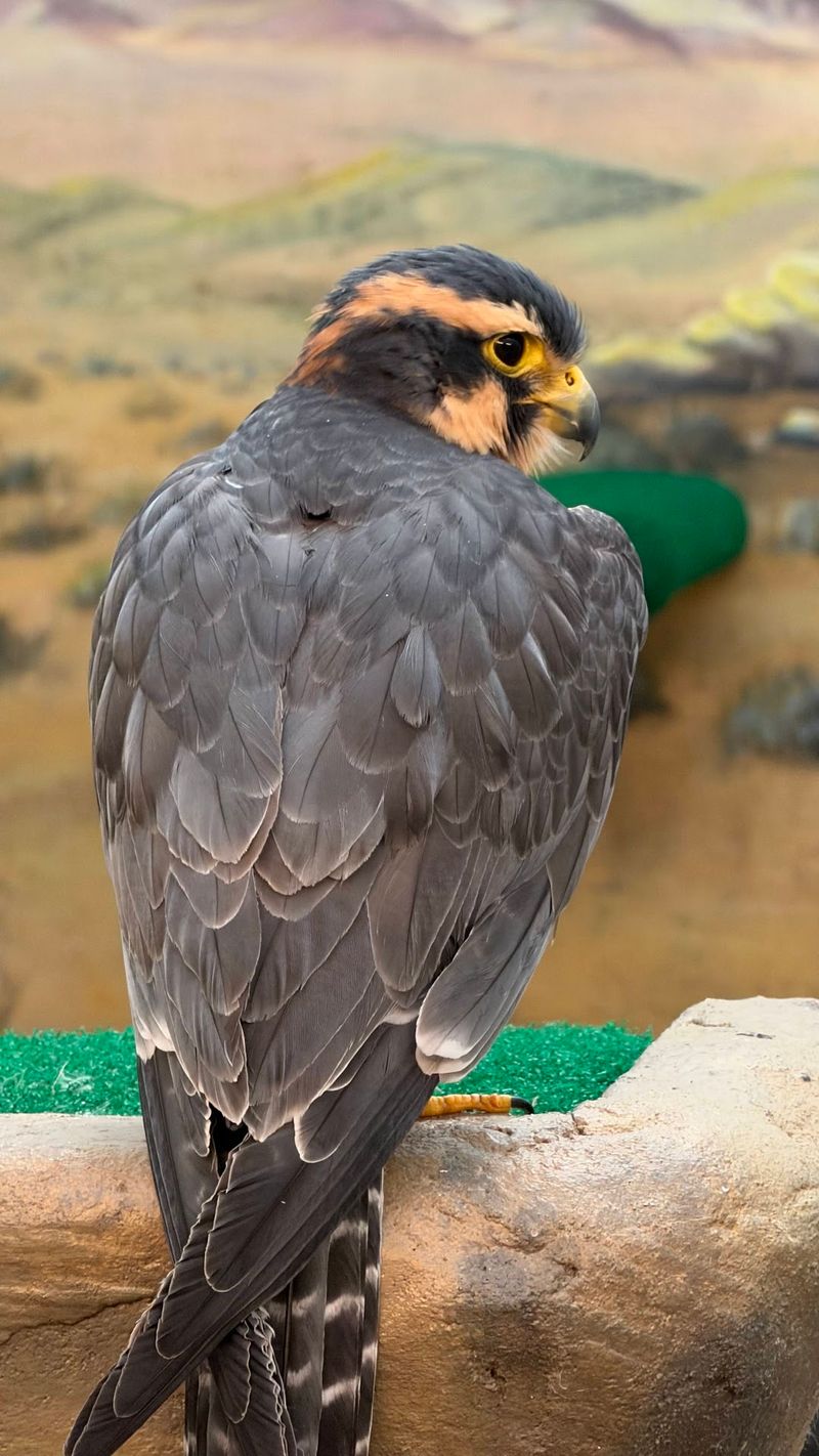 See Rare Raptors at the World Center for Birds of Prey, Boise, Idaho
