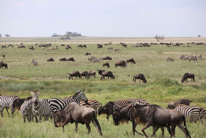 Serengeti National Park, Tanzania