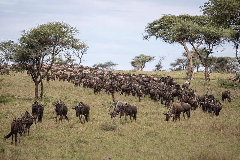 Serengeti National Park, Tanzania Serengeti National Park, Tanzania