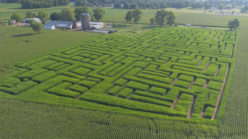 Seyfert's Corn Maze, Lebanon, Pennsylvania