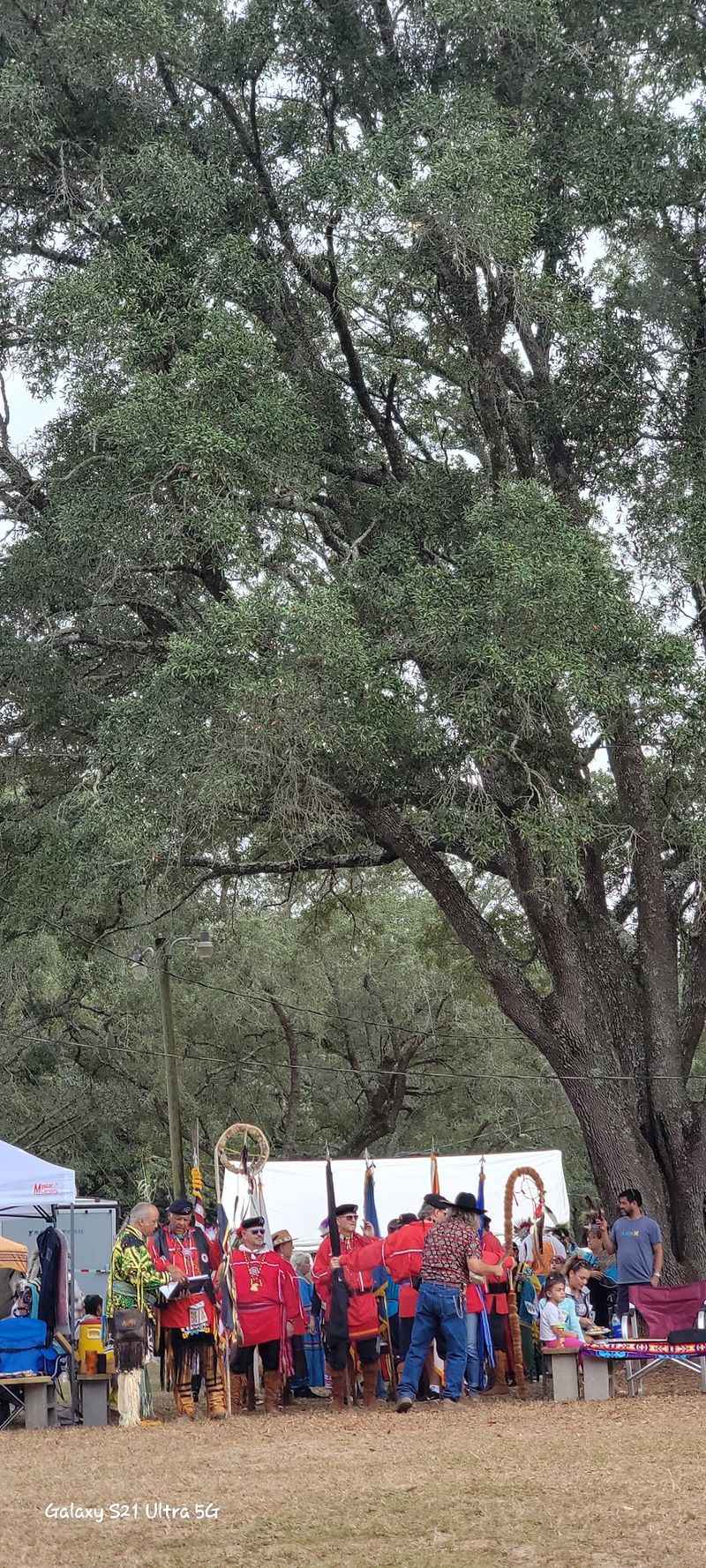 Shade From Grand Old Oaks