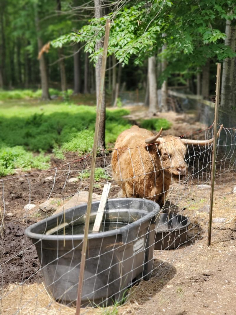 Shaggy Cattle and a Bicentennial Surprise Shaggy Cattle and a Bicentennial Surprise