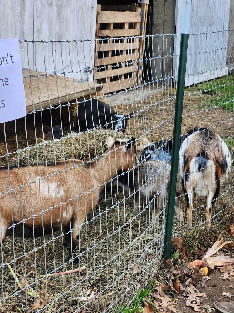 Shaggy Cows and Goats With Big Personalities Shaggy Cows and Goats With Big Personalities