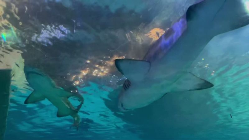 Sharks Above, Sharks Below, and a Wobbly Bridge Between
