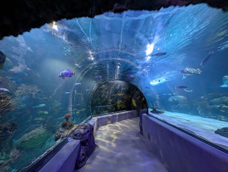 Sharks, Rays, and a Walk-Through Tunnel