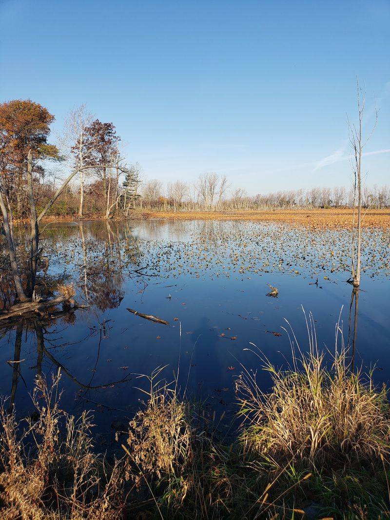 Sheldon Marsh State Nature Preserve